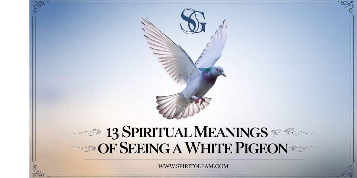 13 Spiritual Meanings of Seeing a White Pigeon