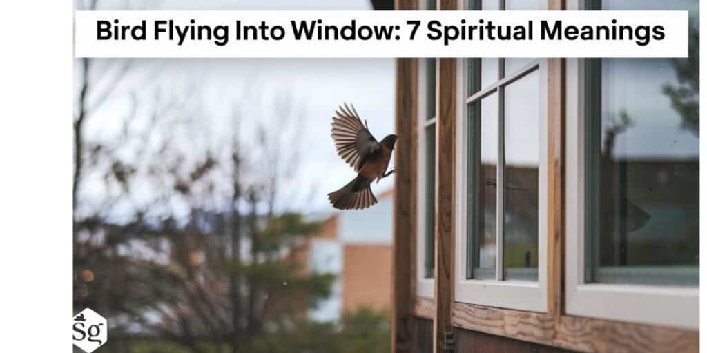 Bird Flying into Window: 7 Spiritual Meanings