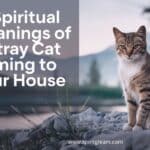 13 Spiritual Meanings of a Stray Cat Coming to Your House