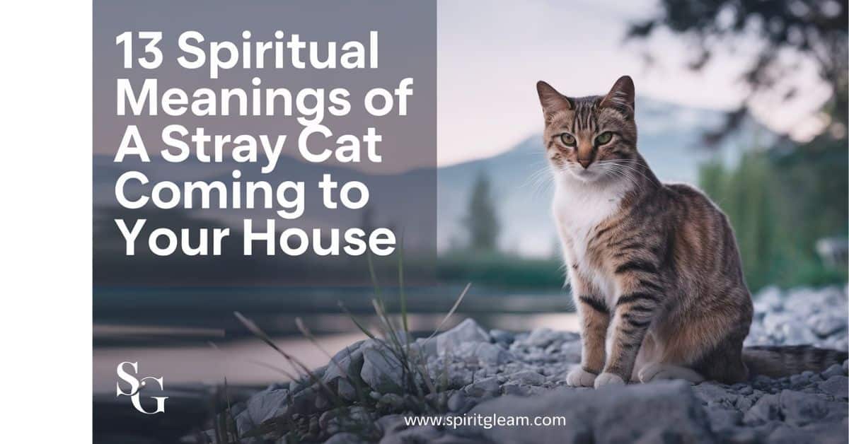 13 Spiritual Meanings of a Stray Cat Coming to Your House