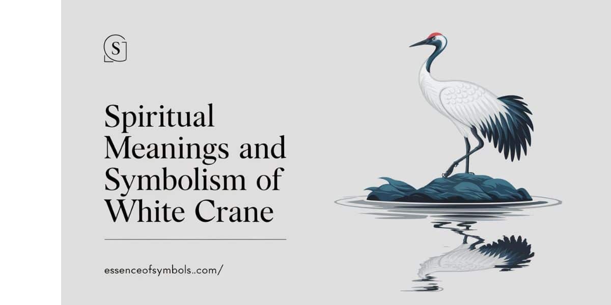 Spiritual Meanings and Symbolism of White Crane