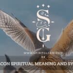 Falcon Spiritual Meaning and Symbolism