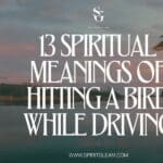 13 Spiritual Meanings Of Hitting A Bird While Driving