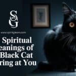 13 Spiritual Meanings of A Black Cat Staring At You