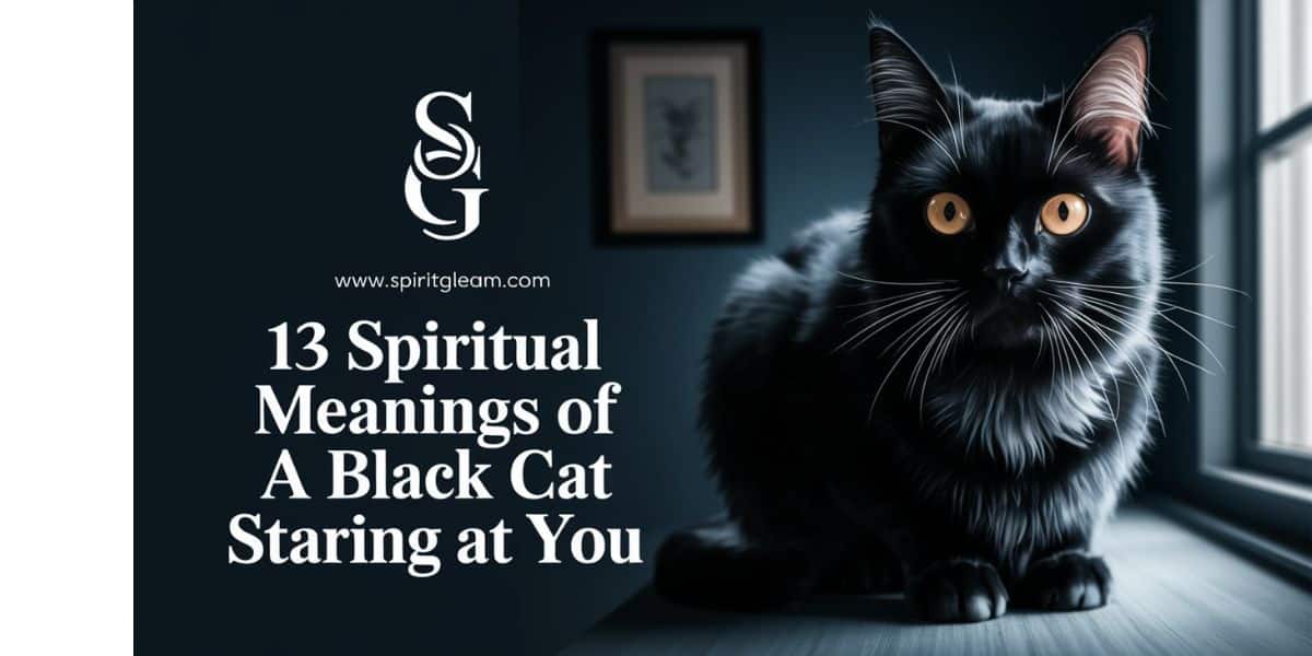 13 Spiritual Meanings of A Black Cat Staring At You