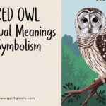 Barred Owl Spiritual Meanings and Symbolism